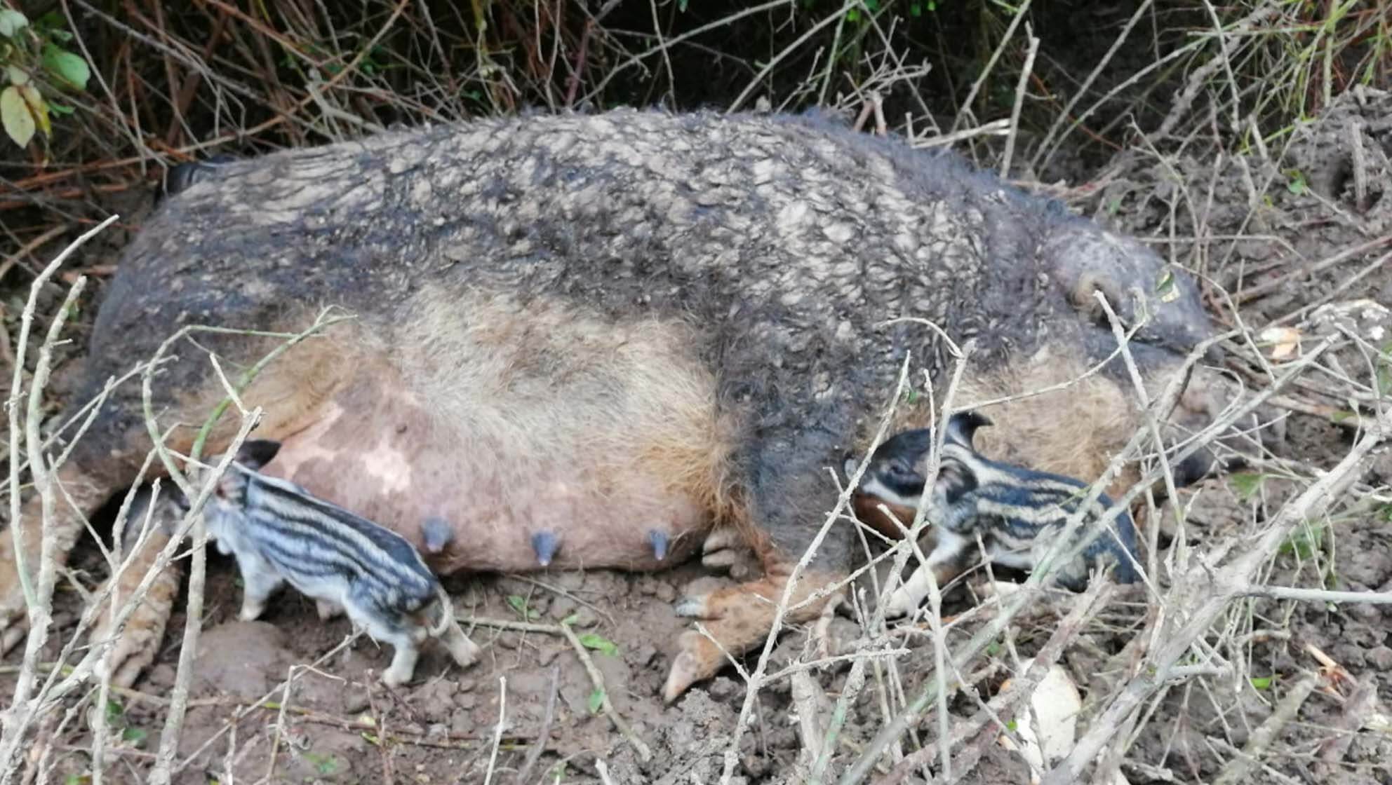 Mangulica